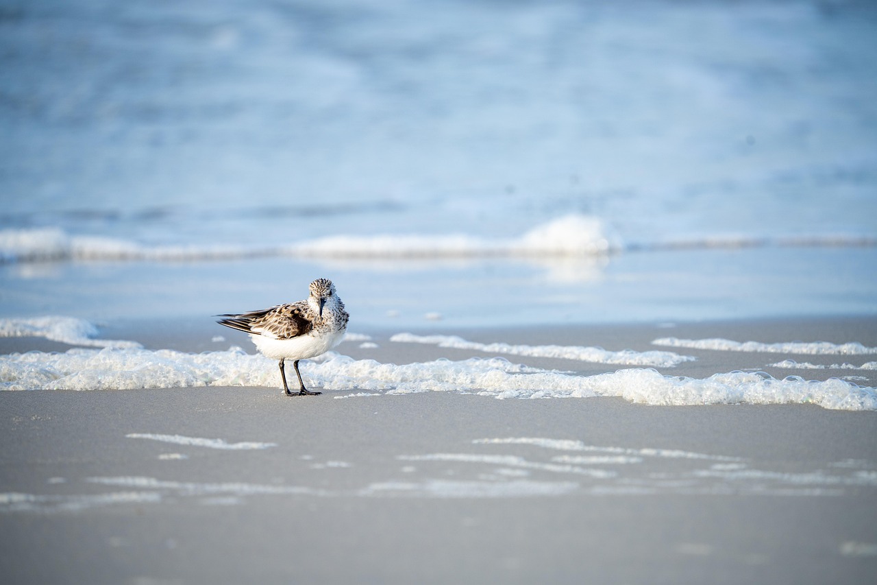 seagull on jersey beach